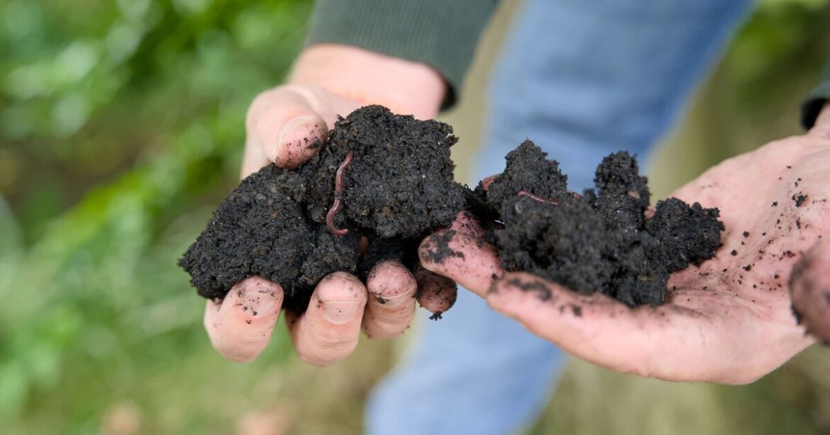 Gardeners urged to do 1 November job to stop soil freezing