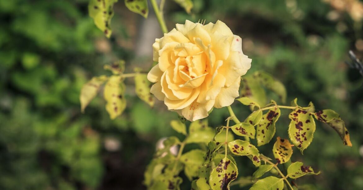 How to prevent roses dying from black spot disease with 1 natural item How to prevent roses dying from black spot disease with 1 natural item