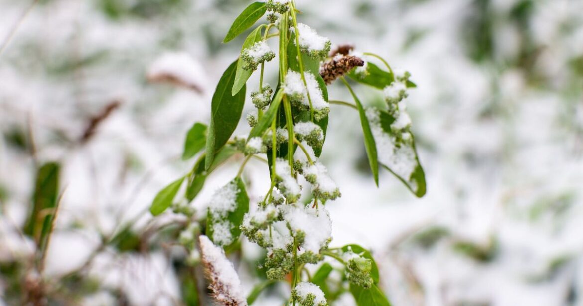 December gardening jobs you need to keep on top for a thriving garden