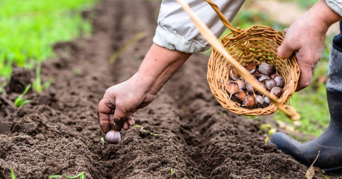 Common plant grown in UK 'shrugs off frost no problem'