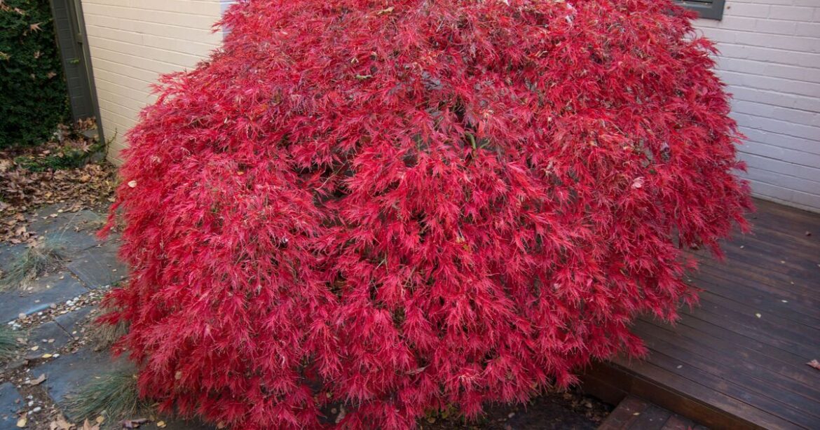 How to grow healthier Japanese maples with 1 simple task How to grow healthier Japanese maples with 1 simple task