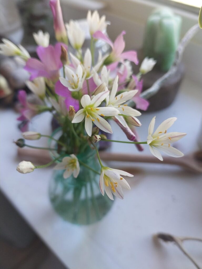 What are these two flowers? Southern Alabama.