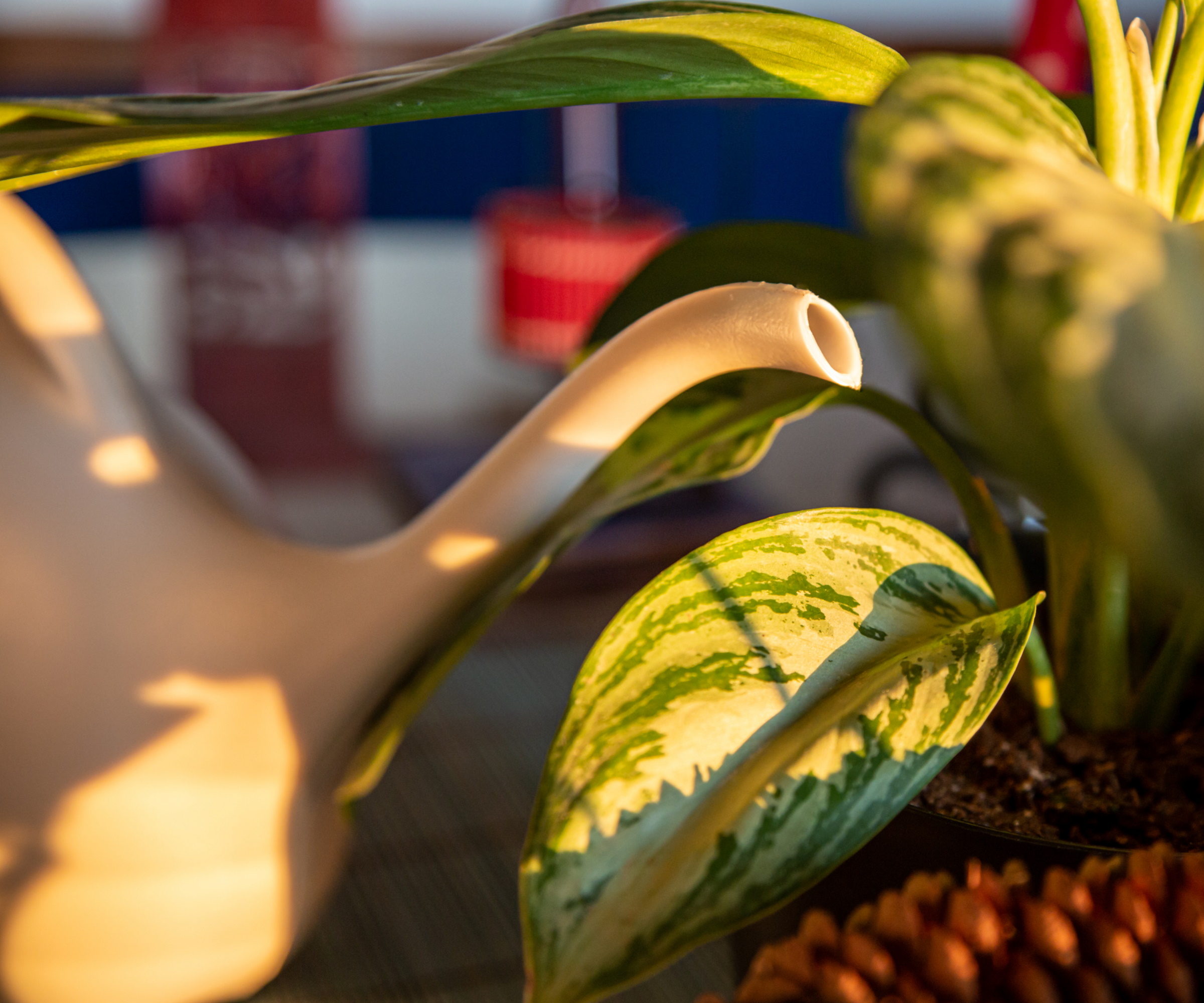 Watering Chinese evergreen