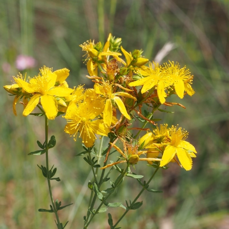 St John's wort