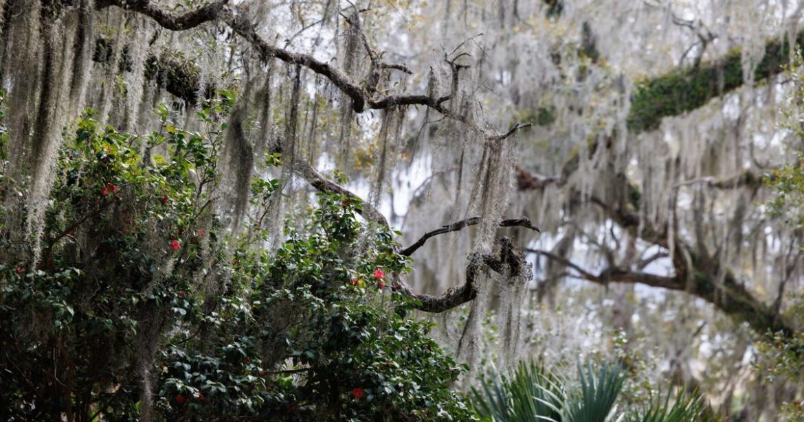 What is Spanish moss and how can it be used in gardens?
