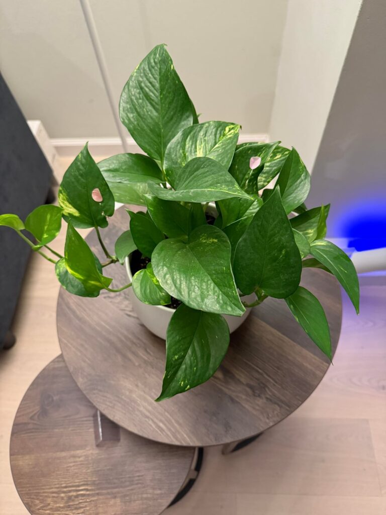 Why does my pothos keep getting girthier (base) but not long