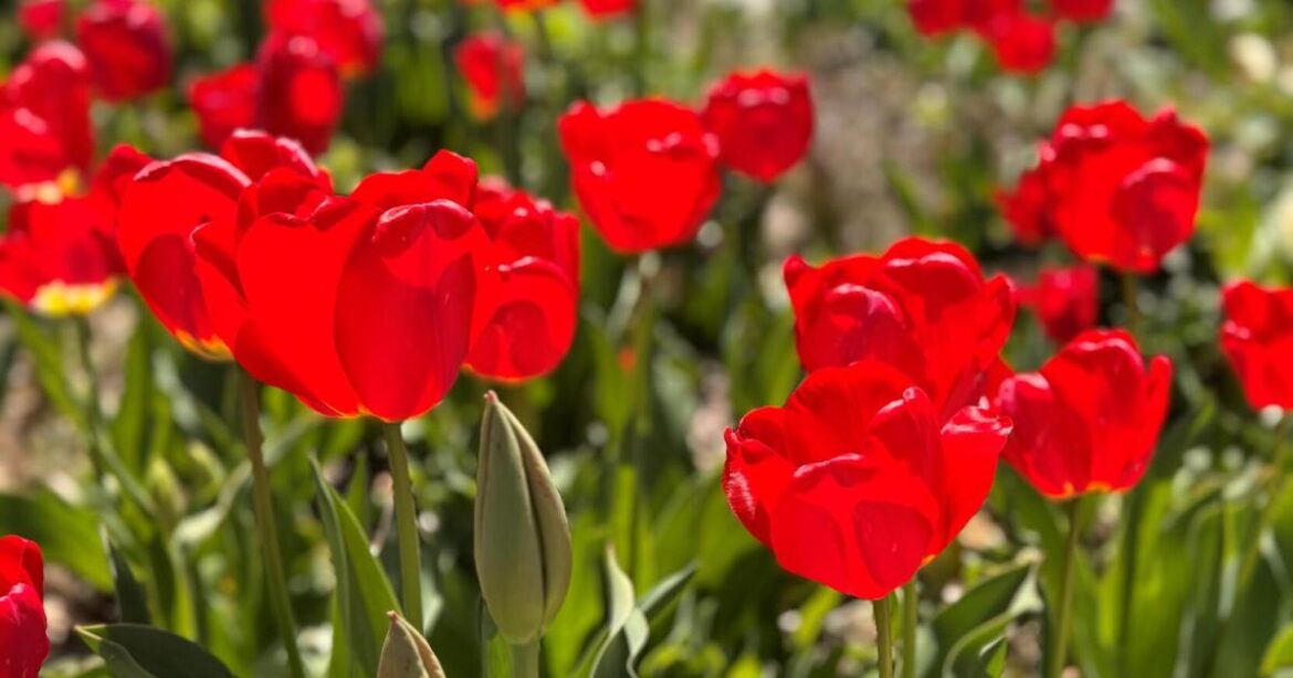 Gardening Briefs - Oct 30, 2025 | The World