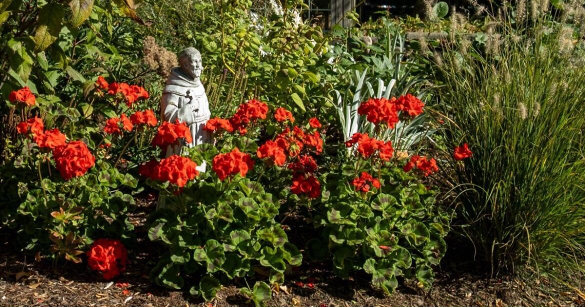 Opinion | Recycling geraniums — simple and cost effective – St. Catharines Standard Opinion | Recycling geraniums — simple and cost effective - St. Catharines Standard