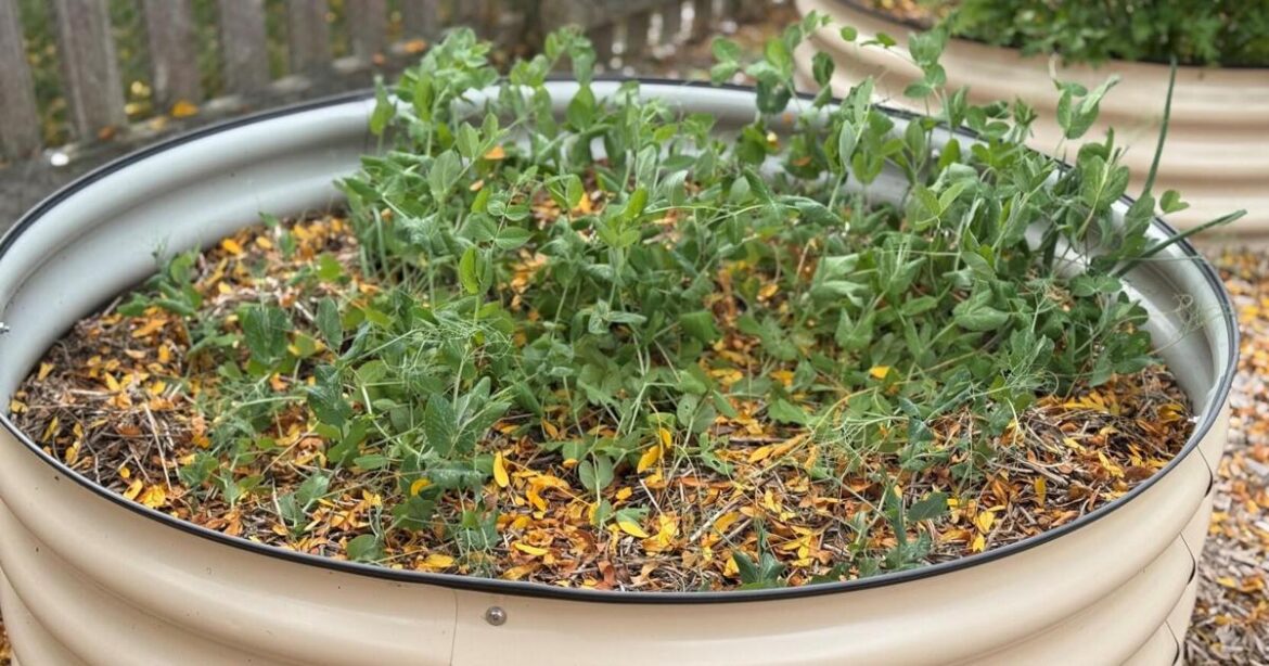 Gardening Briefs – Nov 6, 2025 | The World Gardening Briefs - Nov 6, 2025 | The World