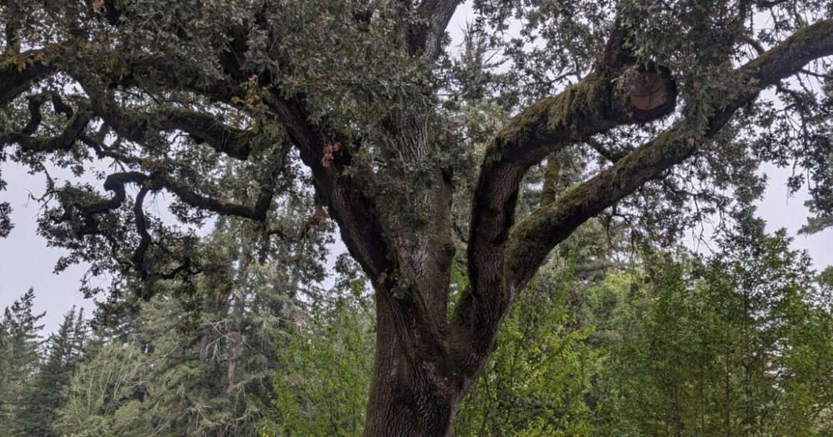 Firewood literally grows on trees | Tony Tomeo | Home & Garden