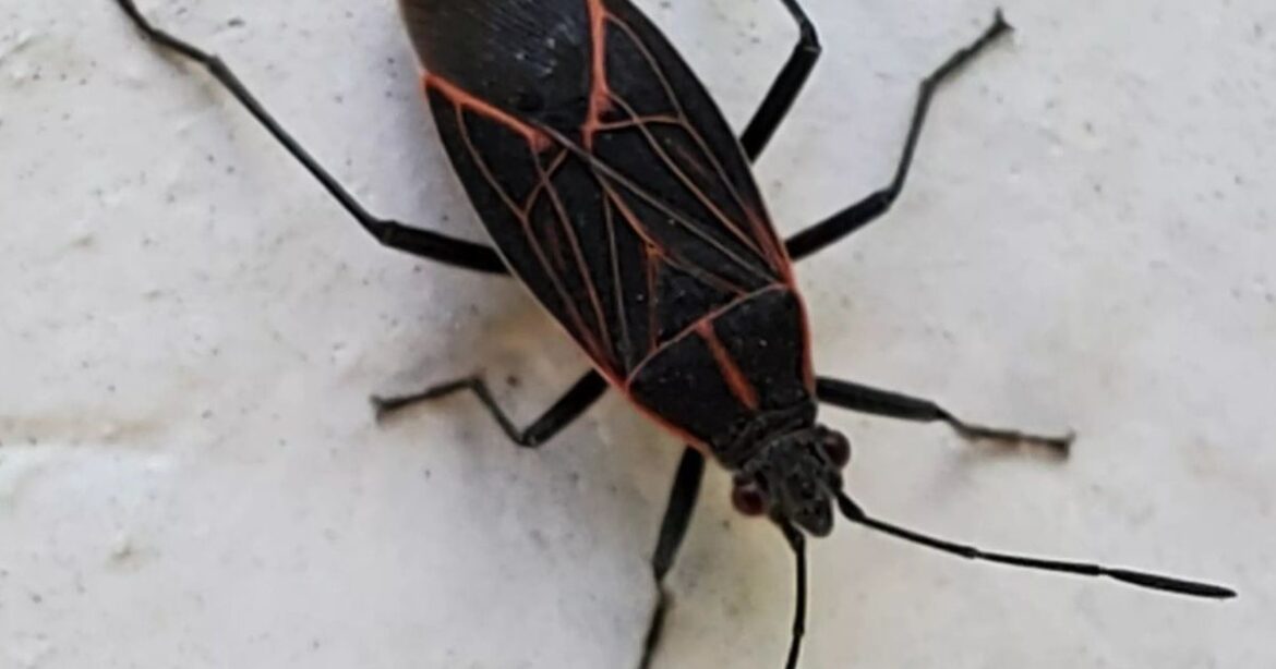 While box elder bugs may be a nuisance, they aren't a serious pest of trees or plants