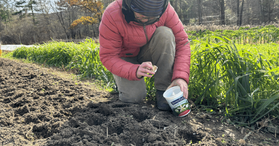 Jewish Gardening in Cheshvan: Garlic, Folklore and New Beginnings | Culture Jewish Gardening in Cheshvan: Garlic, Folklore and New Beginnings | Culture