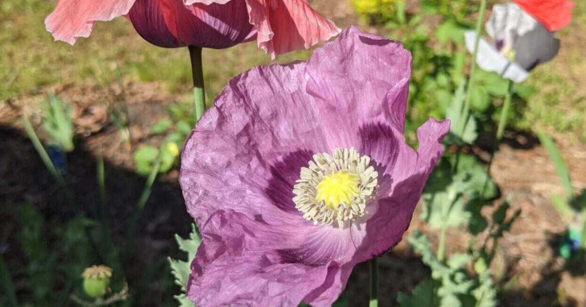 GARDEN GUIDE: Poppies for Veterans Day | Archives