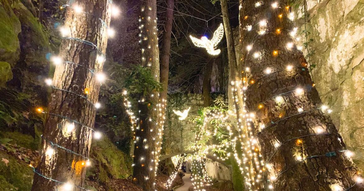 Experience the wonder: Enchanted Garden of Lights opens Nov. 14  | News
