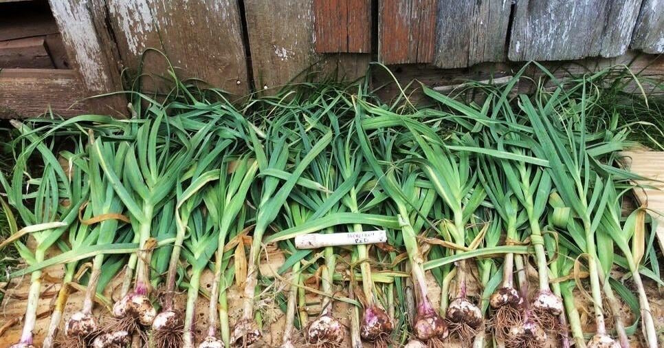 Ask a Master Gardener: Is it too late to plant garlic? | Farm and Garden Ask a Master Gardener: Is it too late to plant garlic? | Farm and Garden