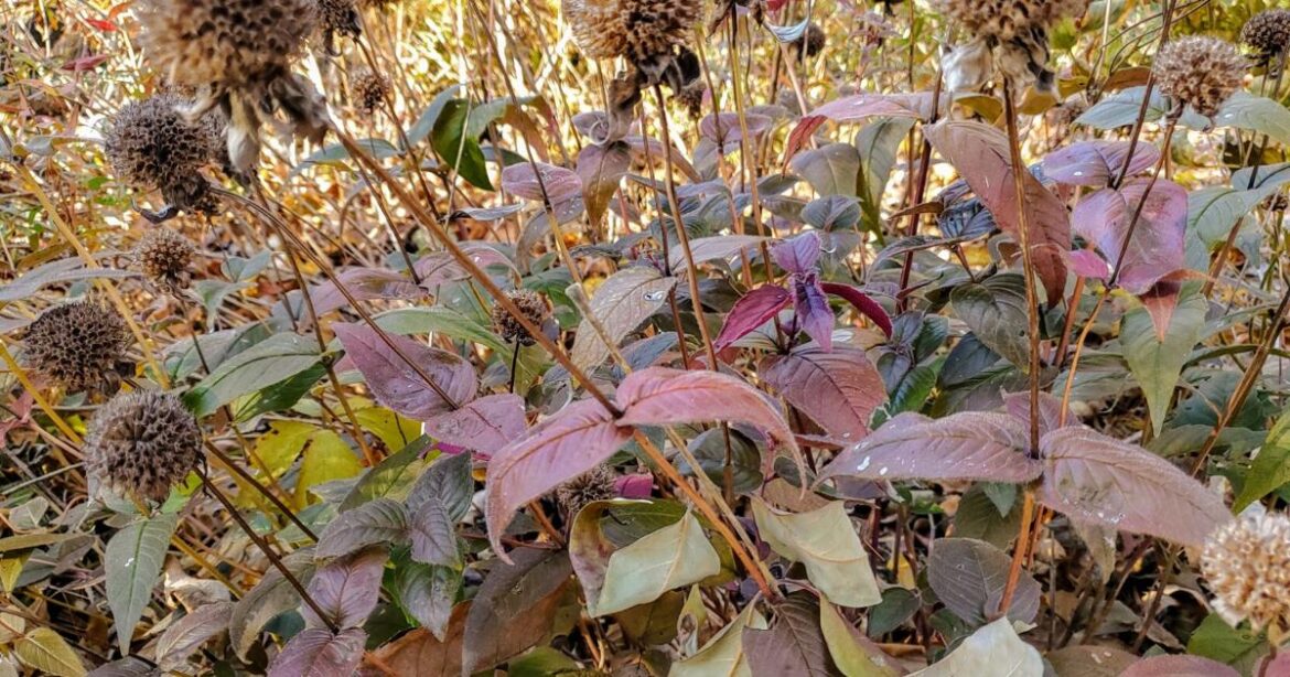 In the Garden | Last plants standing | Gardening In the Garden | Last plants standing | Gardening