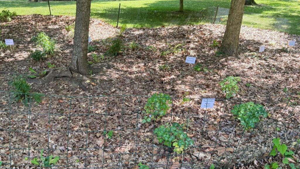 Keep caterpillars in mind when landscaping near trees Keep caterpillars in mind when landscaping near trees