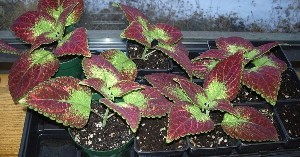 Tips for growing plants indoors when it’s dry and dark | Gardening Tips for growing plants indoors when it's dry and dark | Gardening