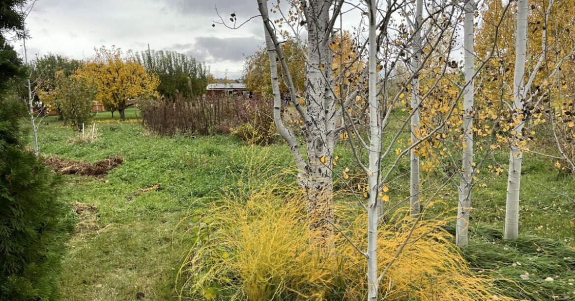 Master Gardeners: Fall is the time to plan for next year’s butterflies and moths | Home And Garden