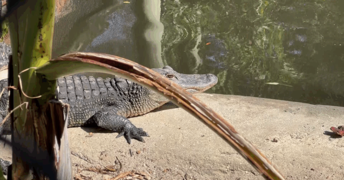 Bonita Springs Wonder Gardens undergoes major renewal after Hurricane Ian | Lee County