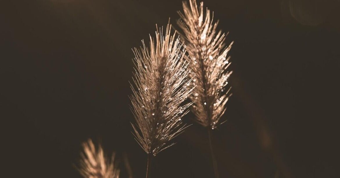 Keeping ahead of weeds in the lawn | Master Gardener | Keeping ahead of weeds in the lawn | Master Gardener |