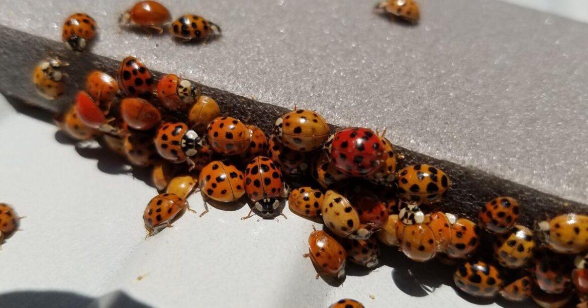 In the Garden | Home intruders | Gardening