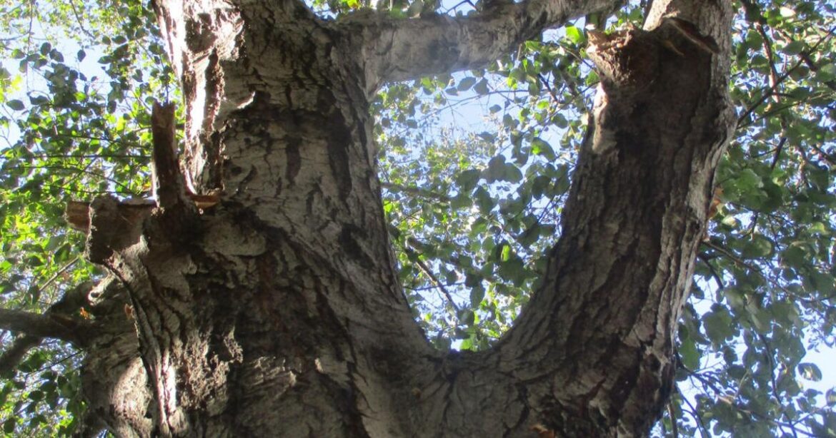 Trees may benefit from winterization | Tony Tomeo | Home & Garden Trees may benefit from winterization | Tony Tomeo | Home & Garden