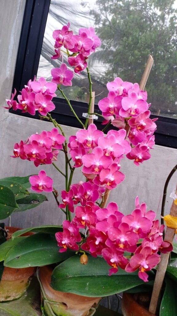 Gorgeous Phalaenopsis