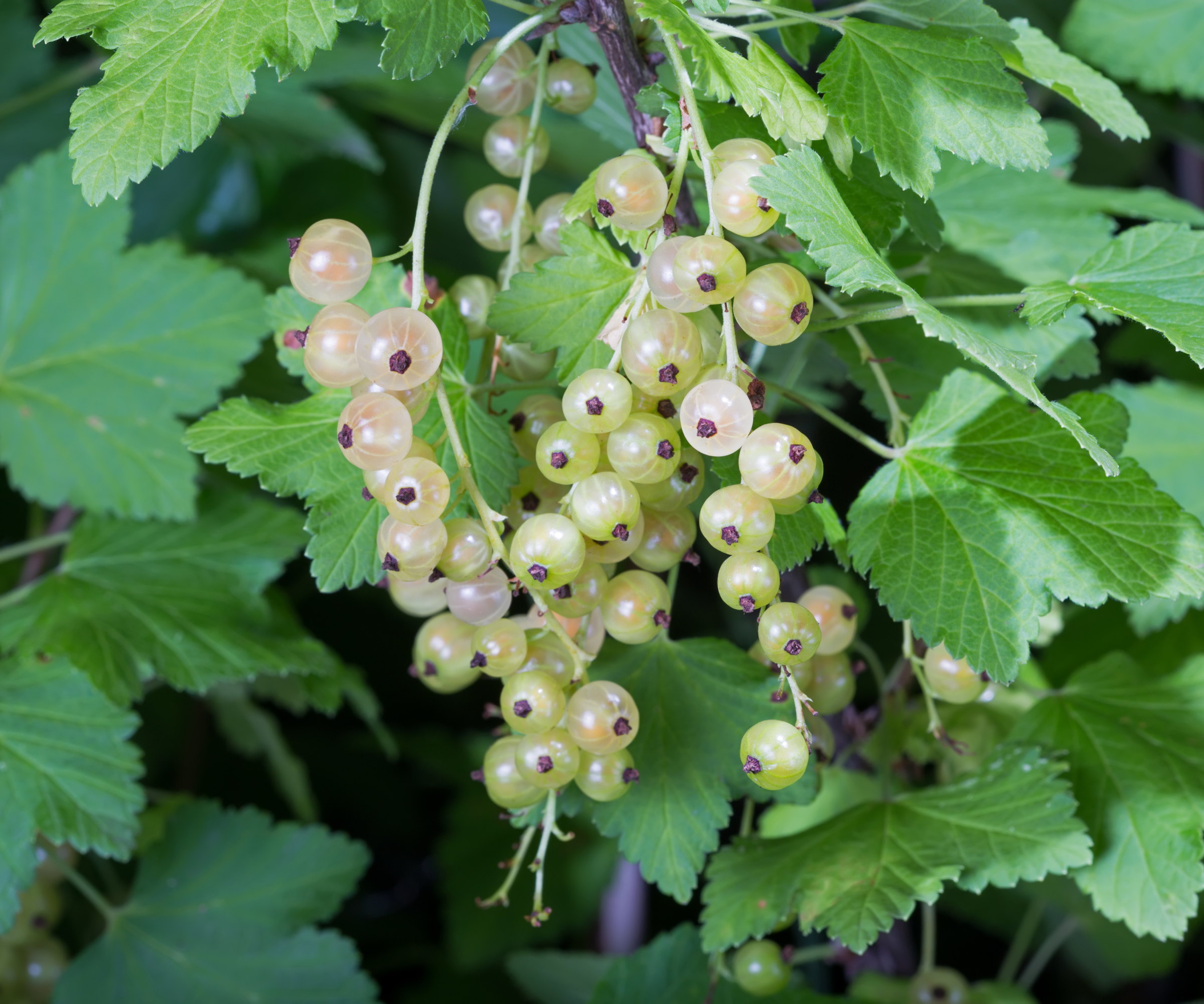 A bunch of ripe whitecurrants on a currant bush