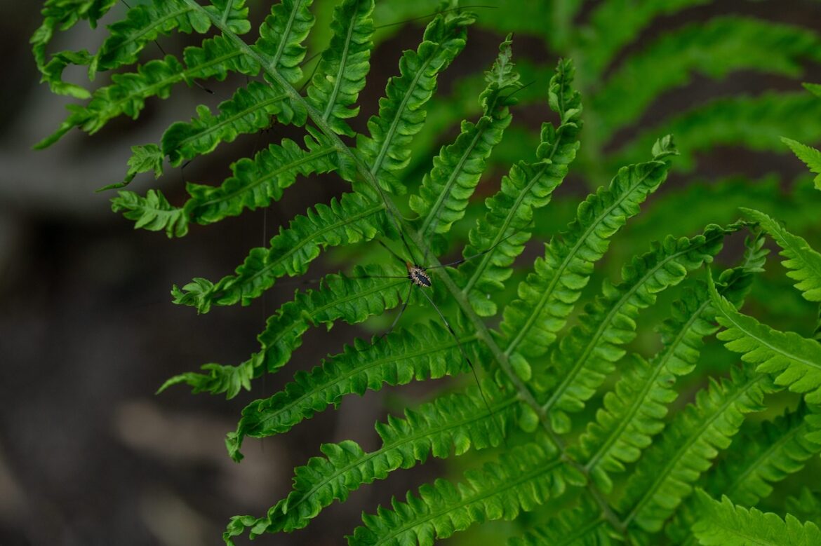 Cleaning up your garden for winter? Leave those native plants standing Mostly Sunny