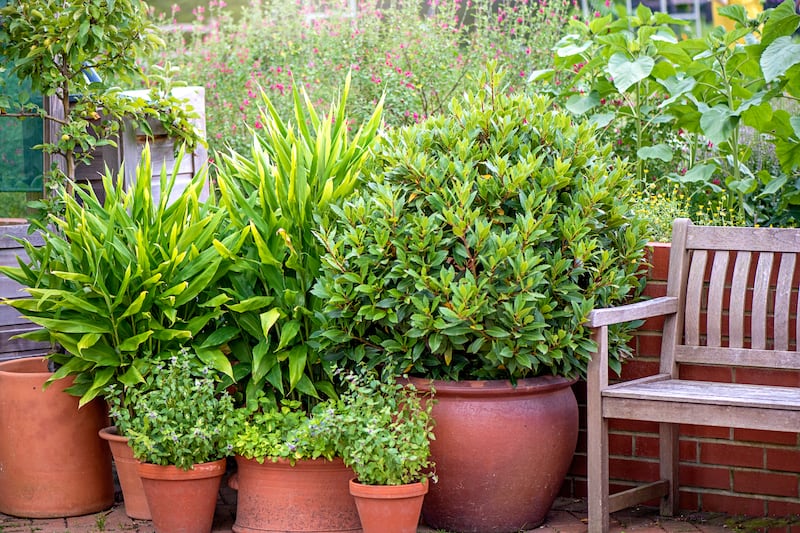 A container display of sculptural hardy evergreens livens up winter gardens. Photograph: Getty Images