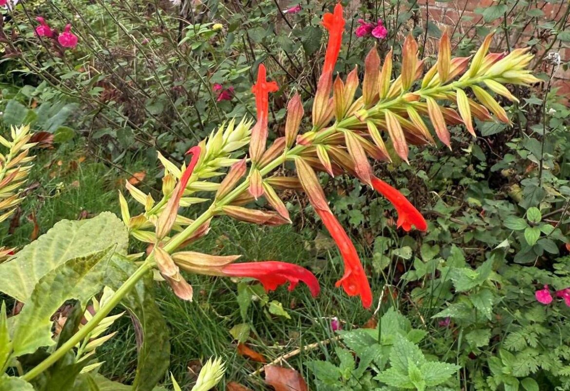 Gardener Jamie Marsh takes cuttings of plants he’d hate to lose during winter