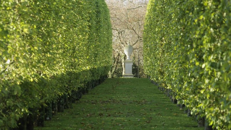 An expertly maintained avenue of sharply clipped hornbeam (Carpinus betulus ‘Columnaris’) in the private gardens of Castletown Cox in Co Kilkenny. Photograph: Richard Johnston
