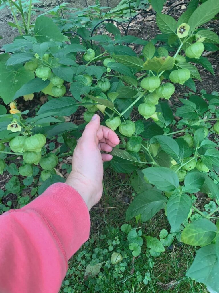 What’s this plant found in my moms pumpkins?