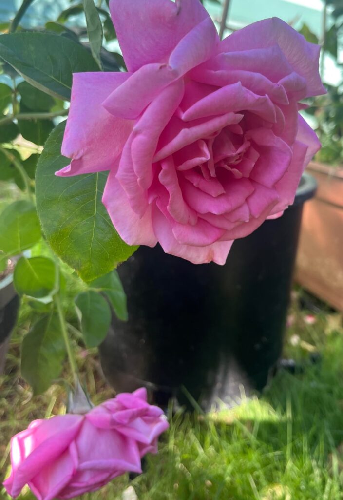 “Lambert Closse Shrub”