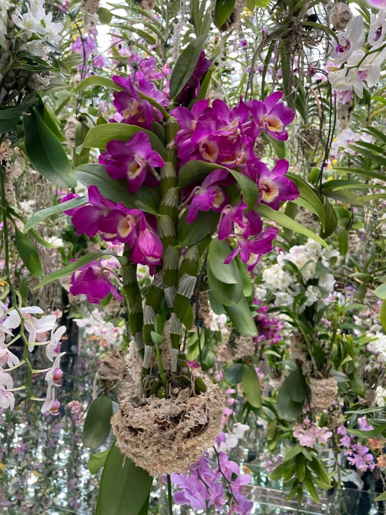 Orchid lovers dream - 13,000 orchids hanging in mirrored room! I was so blown away.