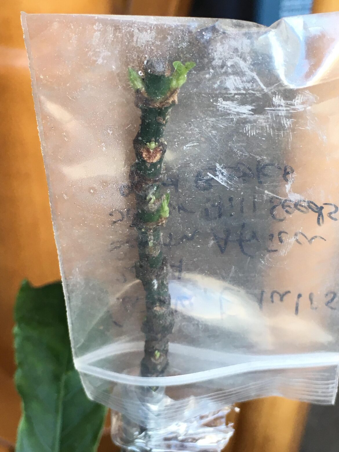 Should I remove some sprouts from graft?