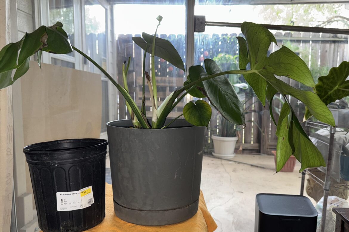 Bought a pair plant at IKEA