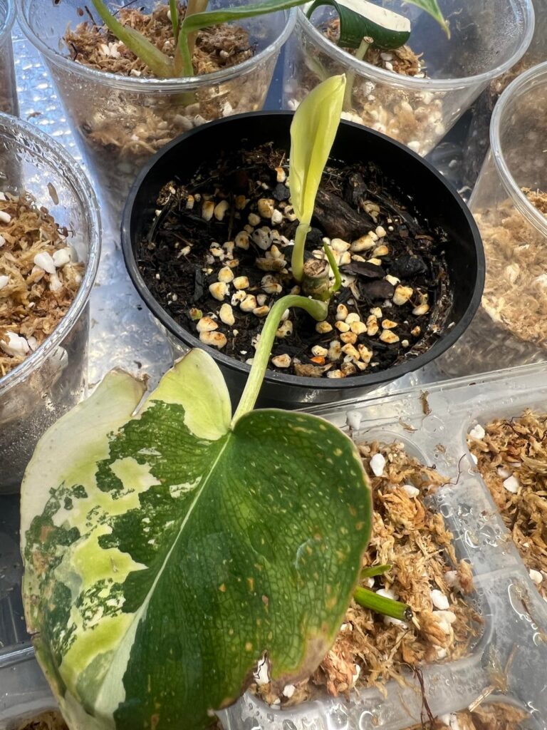 Burle Marx Variegated propagation