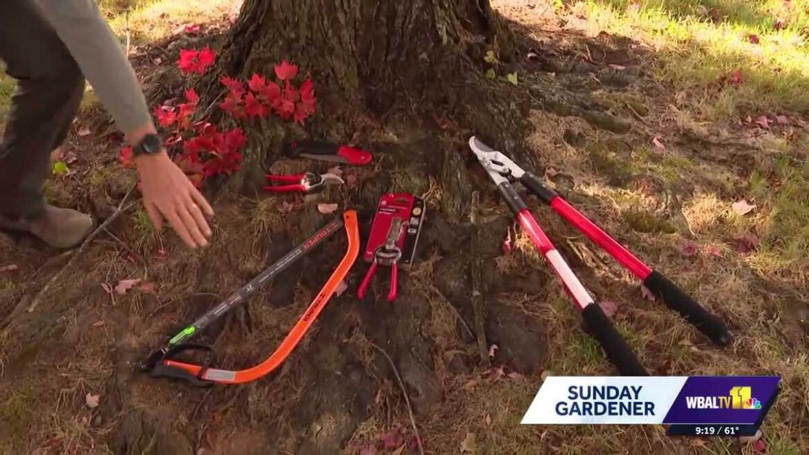 Pruning advice from Bartlett Tree Experts Pruning advice from Bartlett Tree Experts