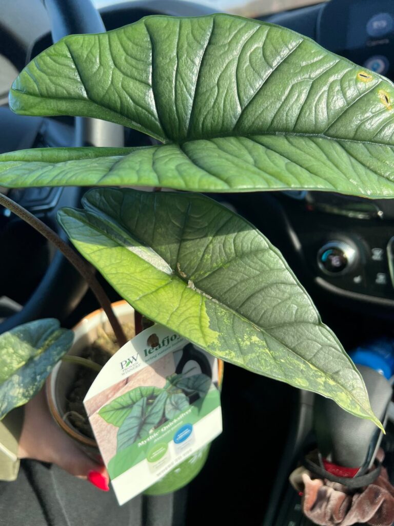 Did I die and go to heaven?