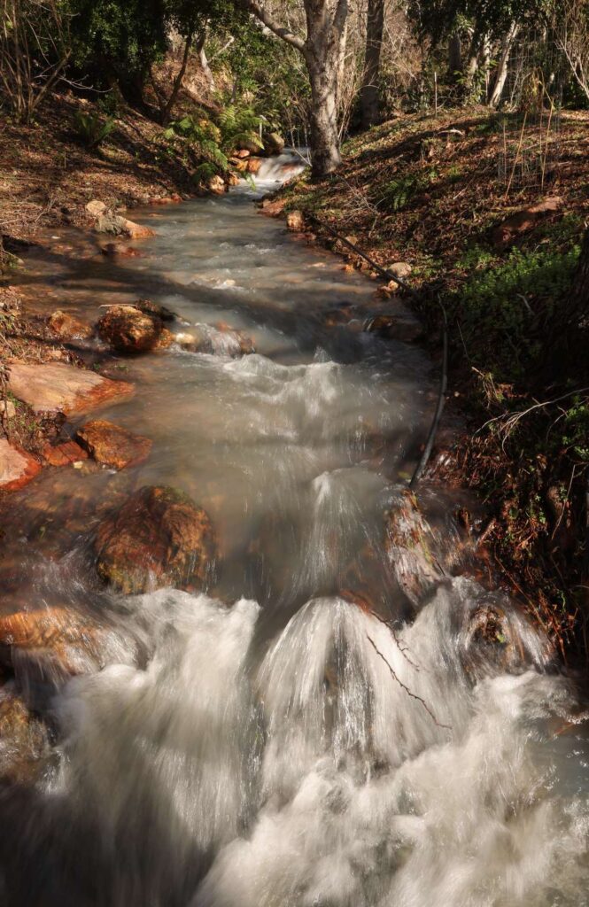 Asian Maples Steal the Show at Sonoma Botanical Garden This Fall Asian Maples Steal the Show at Sonoma Botanical Garden This Fall