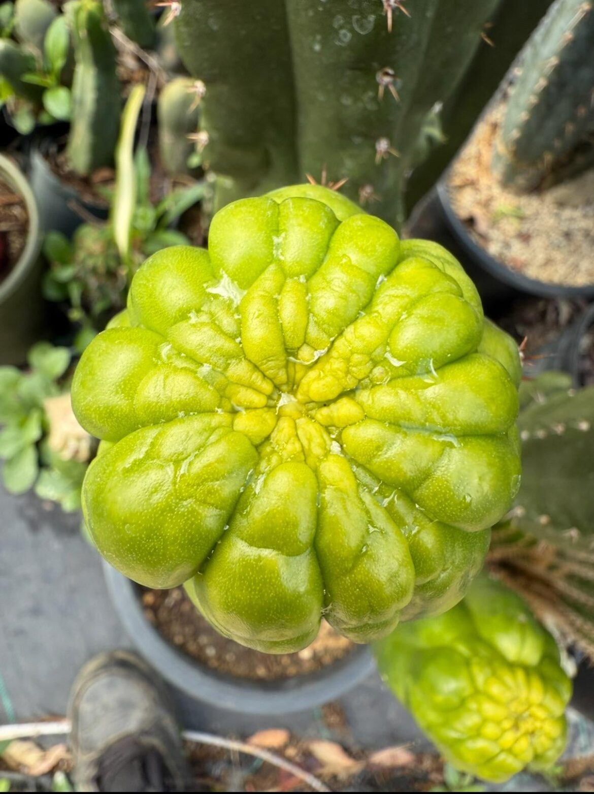 Actual picture of my BUTTHOLE !!!
