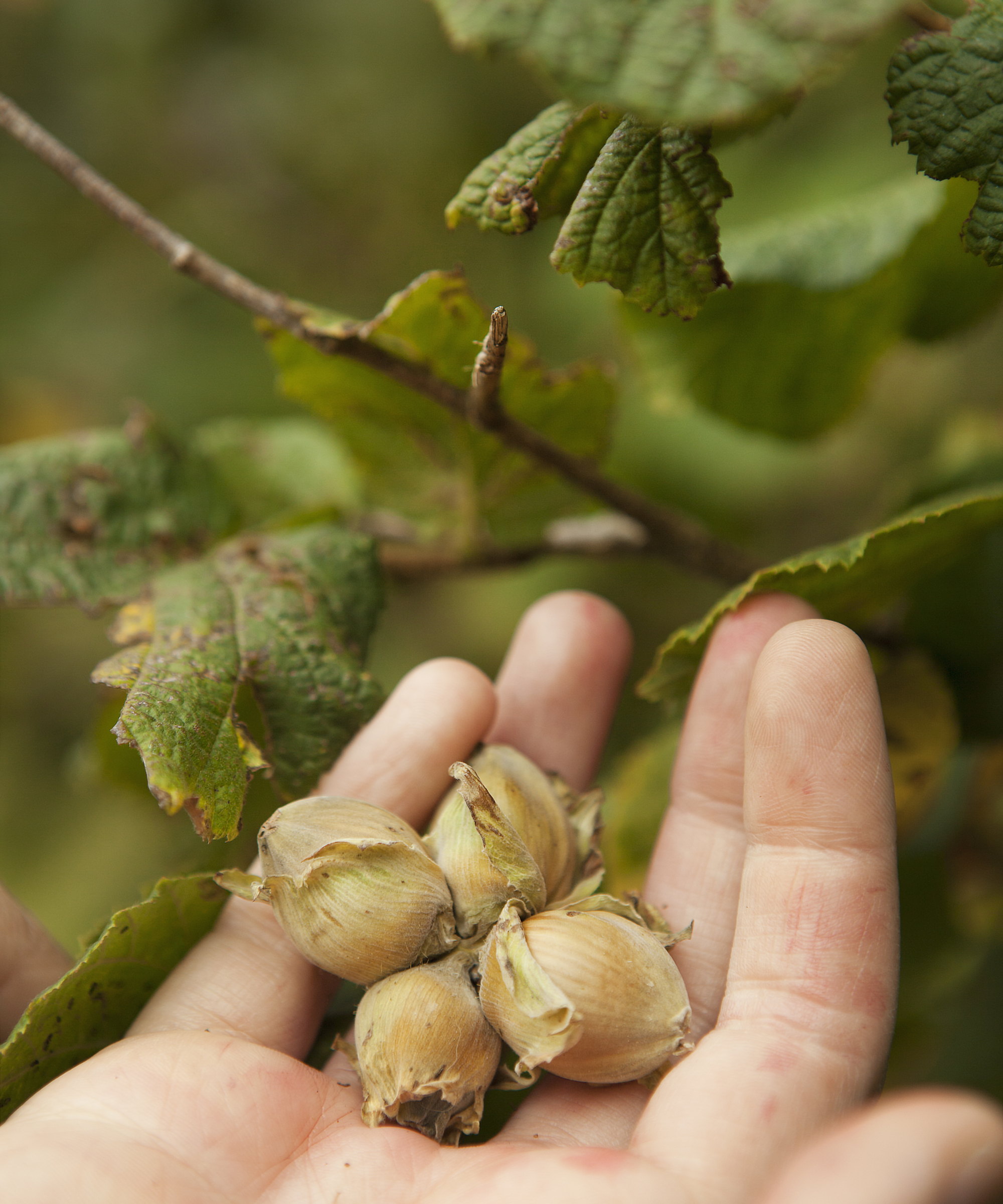 A handful of fresh hazelnuts picked off a tree