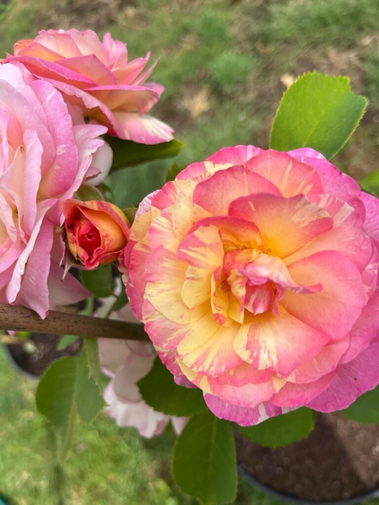 Marc Chagall “Floribunda”