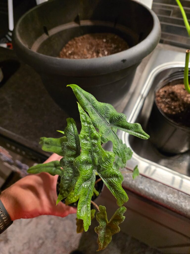 Went on vacation and couldn't help myself