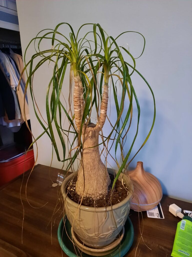 Why is this plant not doing well? The leaves are yellowing