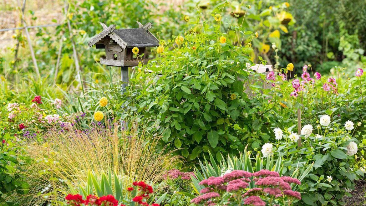 wooden bird table surrounded by plants, grasses and flowers
