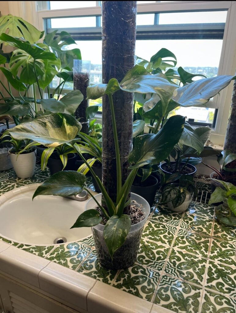 Thai constellation with no fenestration 🤔🥴