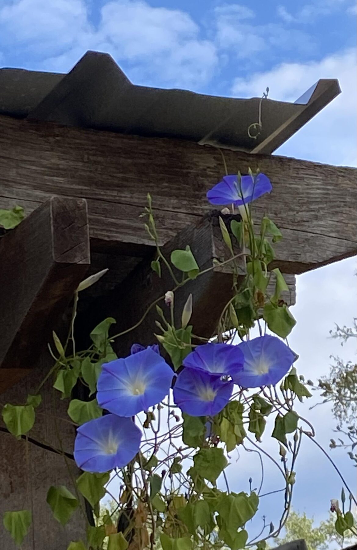 Morning glories